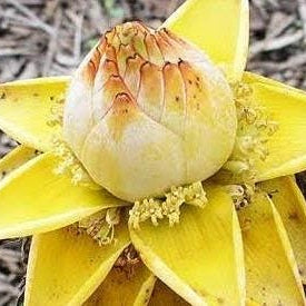 Fruit Seeds,Garden seeds, Seeds For Planting,Plant Seeds