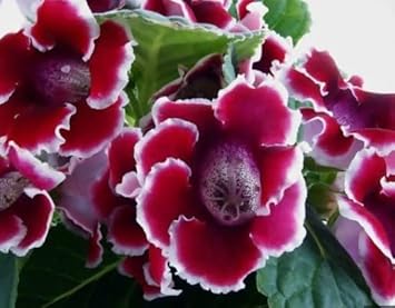 Flower Seeds, Seeds,Seeds For Planting,Plant Seeds