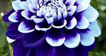 Flower Seeds, Seeds,Seeds For Planting,Plant Seeds