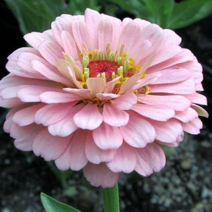 Flower Seeds, Seeds,Seeds For Planting,Plant Seeds