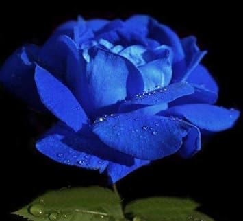 Flower Seeds, Seeds,Seeds For Planting,Plant Seeds