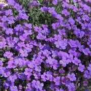 Flower Seeds, Seeds,Seeds For Planting,Plant Seeds