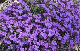 Flower Seeds, Seeds,Seeds For Planting,Plant Seeds