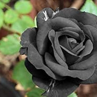 Flower Seeds, Seeds,Seeds For Planting,Plant Seeds
