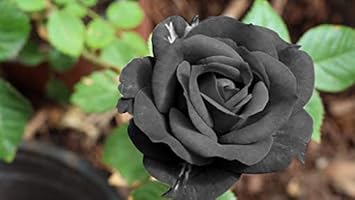 Flower Seeds, Seeds,Seeds For Planting,Plant Seeds