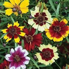 Coreopsis Rosea Flower seeds for Planting - Shade Tolerant, Heirloom & GMO Free Seeds for Home Garden