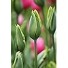 Deep Green Tulip Flower Seeds for Planting – Heirloom, Non-GMO, Vibrant Color, High Germination