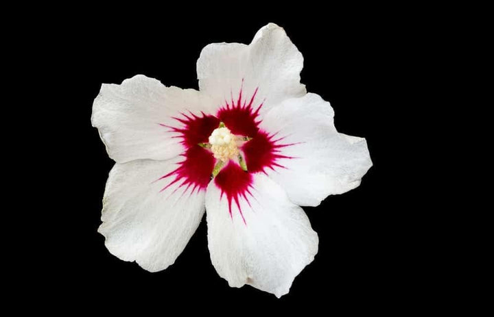 Flower Seeds, Seeds,Seeds For Planting,Plant Seeds