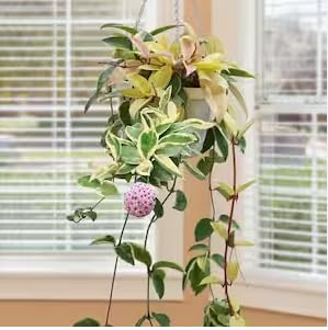 Hoya Flower Seeds for Planting – Hardy Variety, Heirloom, Non-GMO Organic Garden Seeds