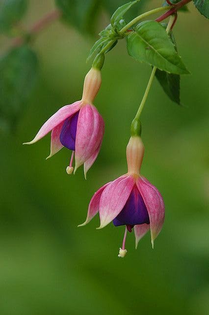Fuchsia Purple Yellow Flower Seeds for Planting – Heirloom, Non-GMO, High Germination Organic Garden Seeds, Hardy Variety
