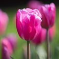 Pink Odorous Tulip Flower Seeds for Planting – Heirloom, Non-GMO, High Germination Organic Garden Seeds