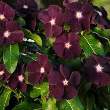 Flower Seeds, Seeds,Seeds For Planting,Plant Seeds