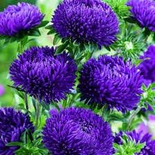 Flower Seeds, Seeds,Seeds For Planting,Plant Seeds