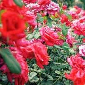 Flower Seeds, Seeds,Seeds For Planting,Plant Seeds