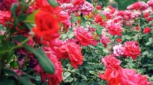 Flower Seeds, Seeds,Seeds For Planting,Plant Seeds