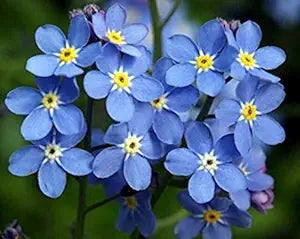 Myosotis Flower Seeds for Planting – Seasonal Bloomer Heirloom Non-GMO High Germination Organic Garden Seeds