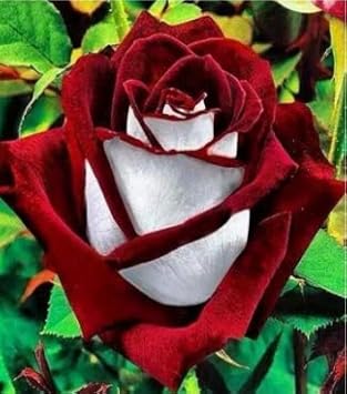 Flower Seeds, Seeds,Seeds For Planting,Plant Seeds