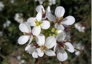 Herb Seeds,Garden seeds, Seeds For Planting,Plant Seeds