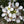 Herb Seeds,Garden seeds, Seeds For Planting,Plant Seeds