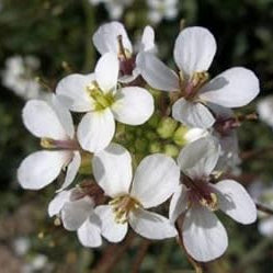 Herb Seeds,Garden seeds, Seeds For Planting,Plant Seeds
