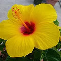 Clear Hibiscus Flower Seeds for Planting – Heirloom, Non-GMO, High Germination Organic Garden Seeds