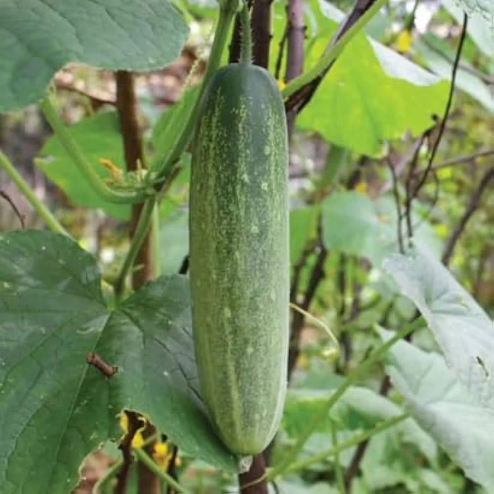 Cucumber Vegetable Seeds for Planting – Heirloom, Non-GMO, Juicy Snack Variety – Organic Garden Seeds