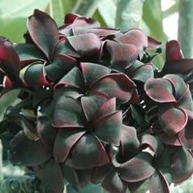 Flower Seeds, Seeds,Seeds For Planting,Plant Seeds