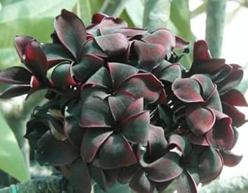 Flower Seeds, Seeds,Seeds For Planting,Plant Seeds