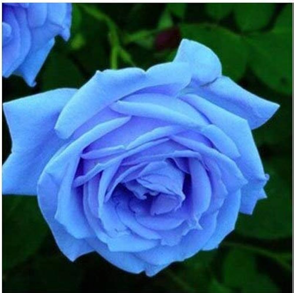 Blue Unique Rose Seeds, Heirloom Non-GMO Compact Roses for Garden Planting