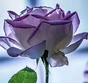 Flower Seeds, Seeds,Seeds For Planting,Plant Seeds