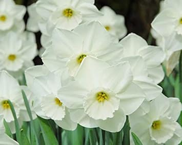 Flower Seeds, Seeds,Seeds For Planting,Plant Seeds