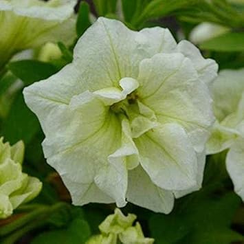 Flower Seeds, Seeds,Seeds For Planting,Plant Seeds