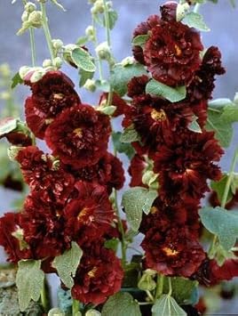 Flower Seeds, Seeds,Seeds For Planting,Plant Seeds