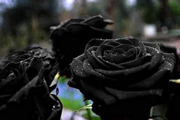 Flower Seeds, Seeds,Seeds For Planting,Plant Seeds