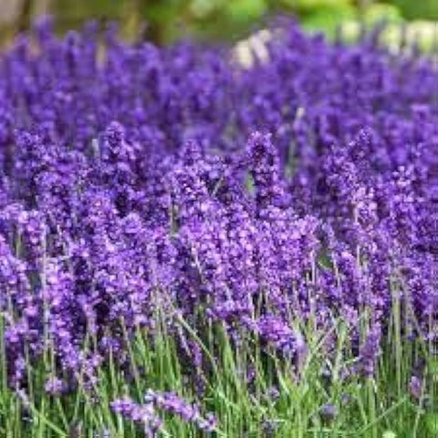 Flower Seeds, Seeds,Seeds For Planting,Plant Seeds