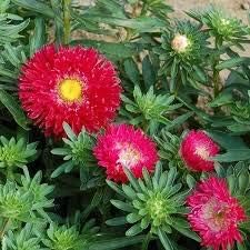 Flower Seeds, Seeds,Seeds For Planting,Plant Seeds