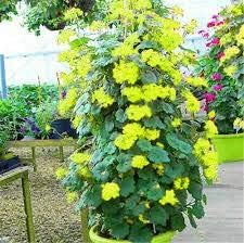 Flower Seeds, Seeds,Seeds For Planting,Plant Seeds