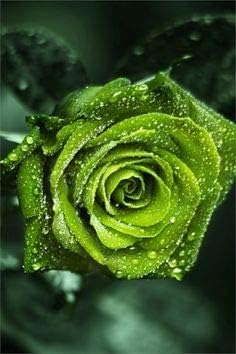 Flower Seeds, Seeds,Seeds For Planting,Plant Seeds