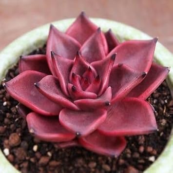 Flower Seeds, Seeds,Seeds For Planting,Plant Seeds