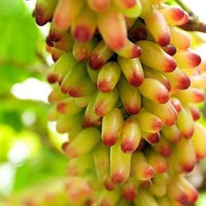 Fruit Seeds,Garden seeds, Seeds For Planting,Plant Seeds