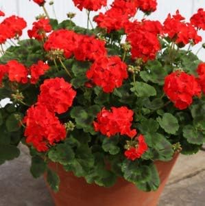 Flower Seeds, Seeds,Seeds For Planting,Plant Seeds