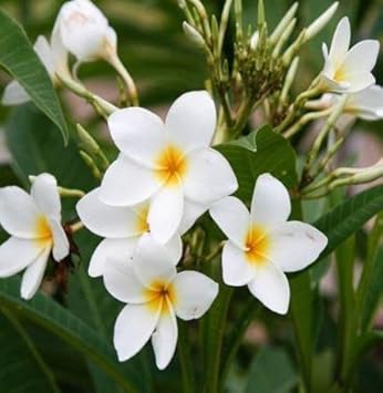 Flower Seeds, Seeds,Seeds For Planting,Plant Seeds