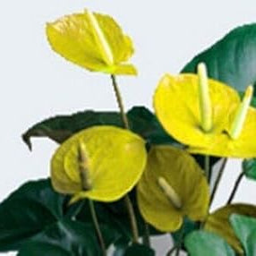 Flower Seeds, Seeds,Seeds For Planting,Plant Seeds