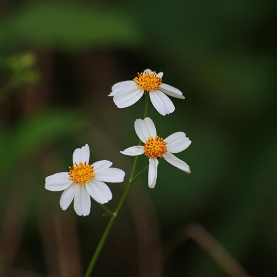 Bidens Pilosa Flower Seeds for Planting – Heirloom, Non-GMO, High Germination, Easy to Grow Organic Garden Seeds