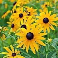 Flower Seeds, Seeds,Seeds For Planting,Plant Seeds