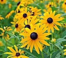 Flower Seeds, Seeds,Seeds For Planting,Plant Seeds
