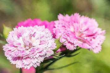 Flower Seeds, Seeds,Seeds For Planting,Plant Seeds