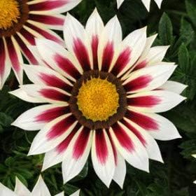 Flower Seeds, Seeds,Seeds For Planting,Plant Seeds