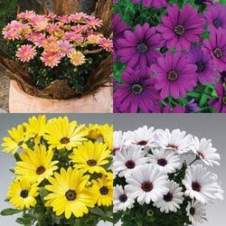 Flower Seeds, Seeds,Seeds For Planting,Plant Seeds