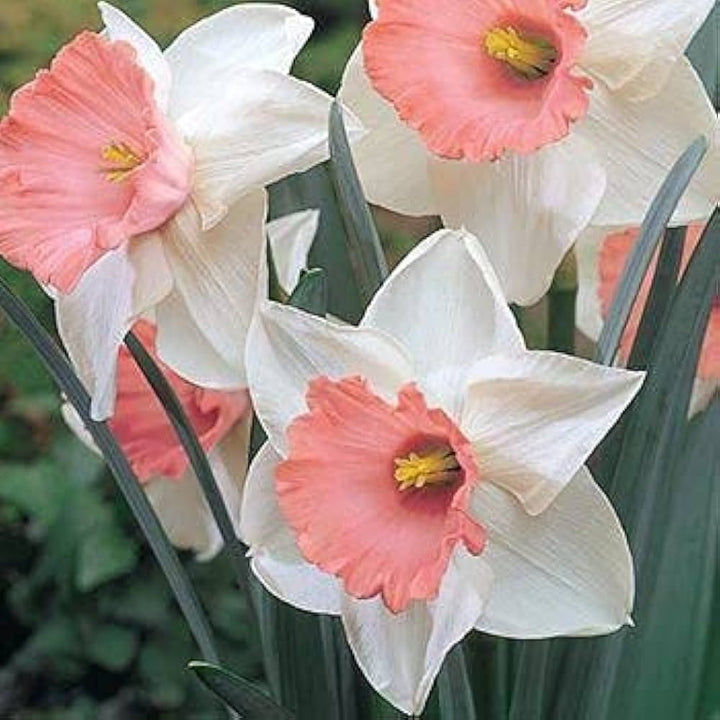 Pink White Double Narcissus Flower Seeds for Planting – Low Maintenance, Heirloom, Non-GMO, High Germination Organic Garden Seeds